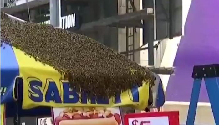 Σμήνη χιλιάδων μελισσών έκαναν «κατάληψη» στην Times Square της Νέας Υόρκης (vids)