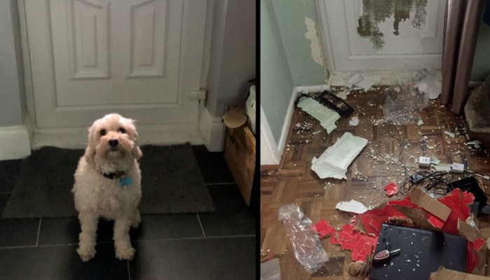 Î£ÎºÏÎ»Î¿Ï Î®Î¸ÎµÎ»Îµ ÏÏÏÎ¿ Î±ÏÎµÎ»ÏÎ¹ÏÎ¼Î­Î½Î± Î½Î± Î²Î³ÎµÎ¹ Î±ÏÏ ÏÎ¿ ÏÏÎ¯ÏÎ¹ ÏÎ¿Ï Î­ÎºÎ±Î½Îµ Î¶Î·Î¼Î¹Î­Ï 1.700 ÎµÏÏÏ! (pic)