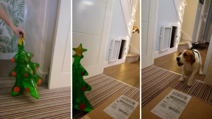 Î£Ï€Î±ÏÎ±ÎºÏ„Î¹ÎºÎ­Ï‚ ÎµÎ¹ÎºÏŒÎ½ÎµÏ‚ ÏƒÎºÏÎ»Î¿Ï… Ï€Î¿Ï… ÎµÎ³ÎºÎ±Ï„Î±Î»ÎµÎ¯Ï†Î¸Î·ÎºÎµ ÏƒÎµ ÎºÎ±Ï„Î±Ï†ÏÎ³Î¹Î¿ ÎµÏ€ÎµÎ¹Î´Î® Î­Ï„ÏÏ‰Î³Îµ Î±Ï€ÏŒ Ï„Î± ÏƒÎºÎ¿Ï…Ï€Î¯Î´Î¹Î± (pics)