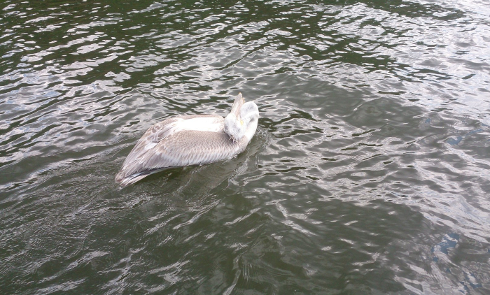 ÎÏÎ¿ÏÎ­Î»ÎµÏÎ¼Î± ÎµÎ¹ÎºÏÎ½Î±Ï Î³Î¹Î± Î±ÏÎ³ÏÏÎ¿ÏÎµÎ»ÎµÎºÎ¬Î½Î¿Î¹