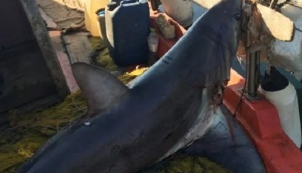 Image result for Βόλος καρχαρία τεσσάρων μέτρων 100 κιλών
