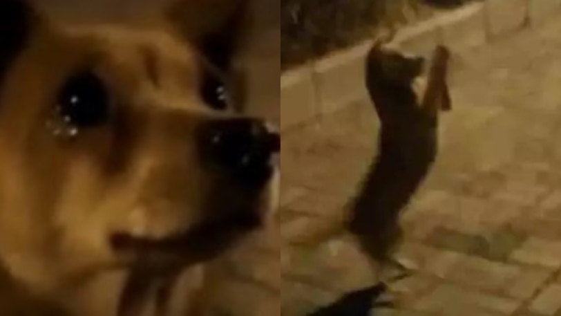 Αδέσποτος σκύλος «έκλαιγε από χαρά» επειδή τον τάισαν (vid) | Plus: Viral |  gazzetta.gr