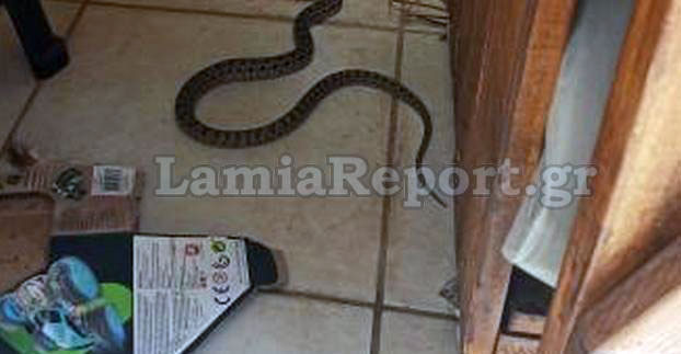 Φίδι στη Λαμία