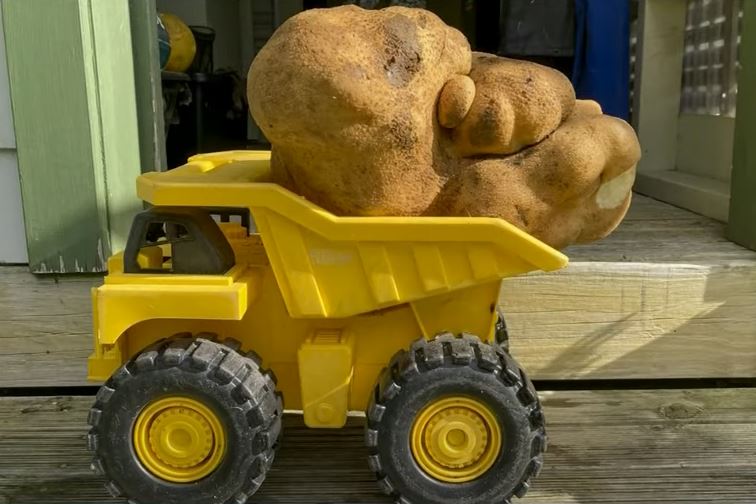 Η μεγαλύτερη πατάτα στον κόσμο
