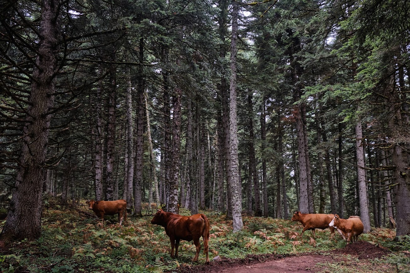 ΕΚΟ Ράλλυ Ακρόπολις 2022
