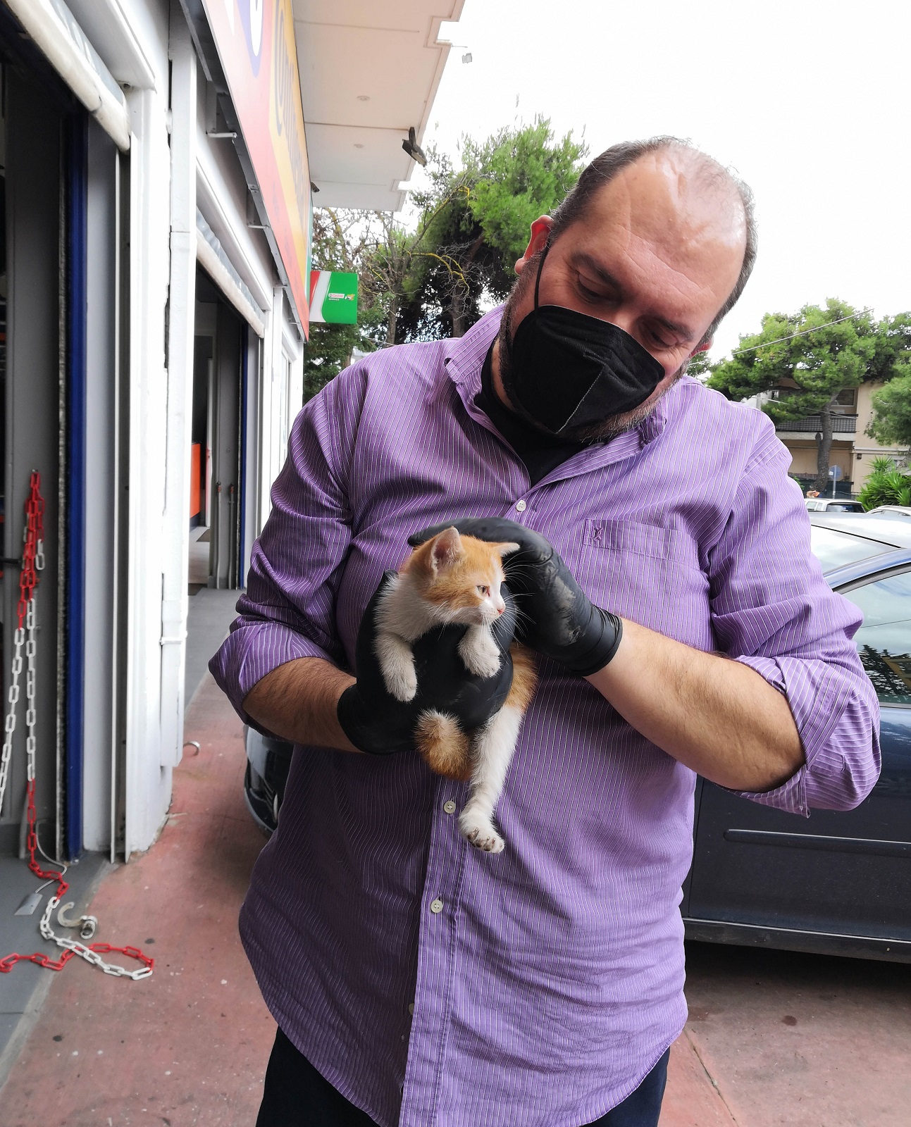 Γάτος Ράιαν