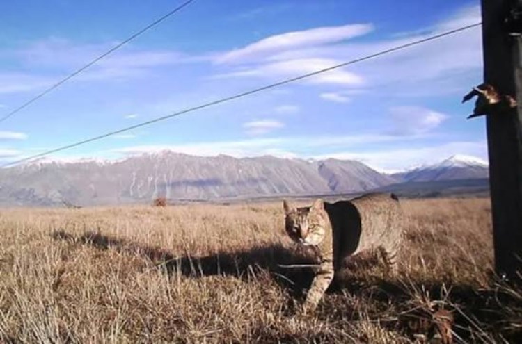 Ο γάτος «Nine Lives»