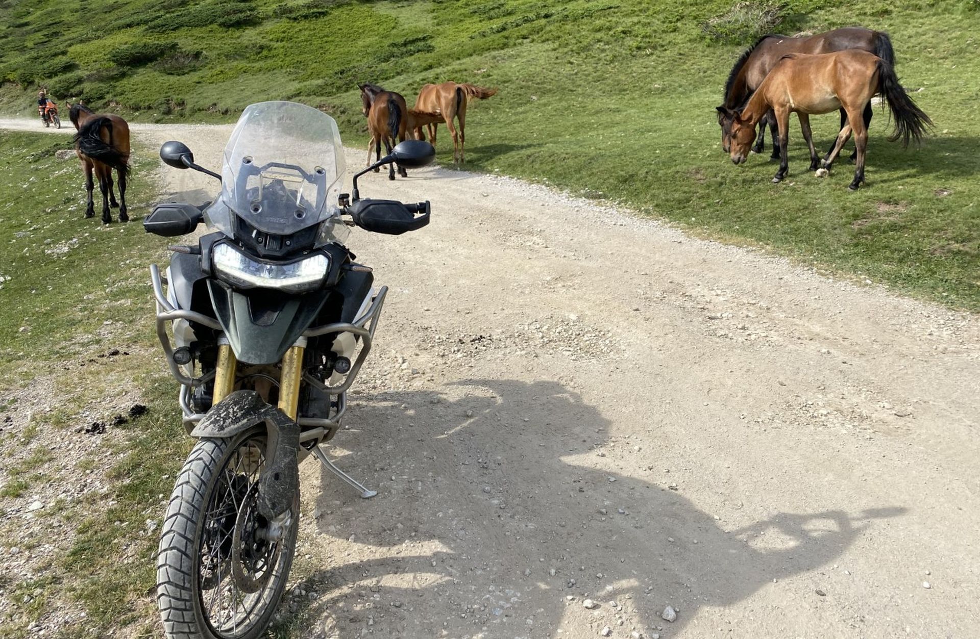 Βασίλης Ορφανός