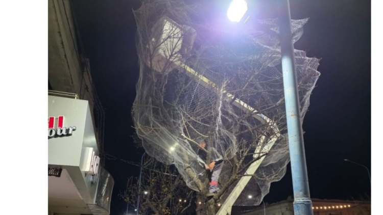 Δίχτυα στις φυλλωσιές για να μειωθούν οι… ανεπιθύμητες επισκέψεις