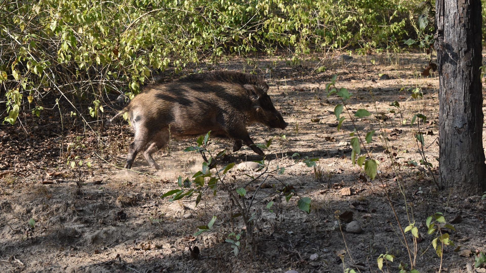 Αγριογούρουνο