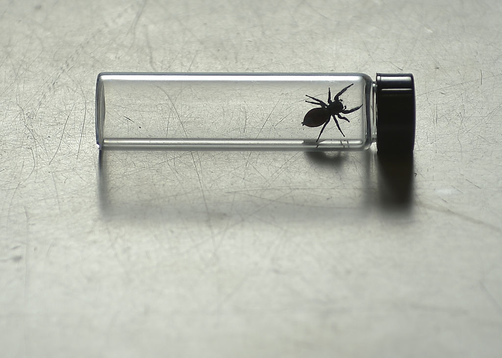 Αράχνη στο Διάστημα