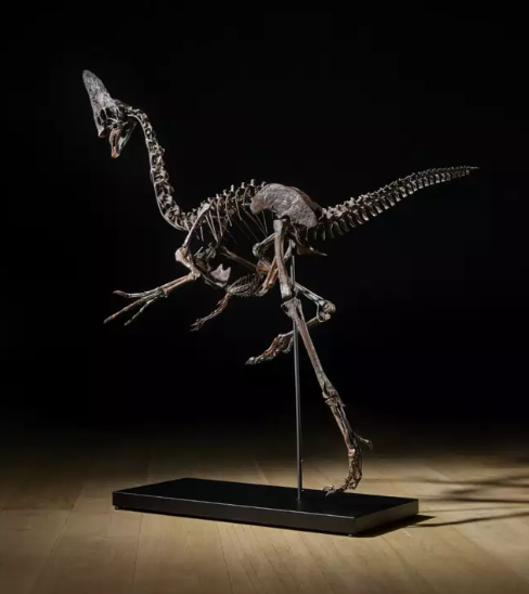 δεινόσαυρος δημοπρασία