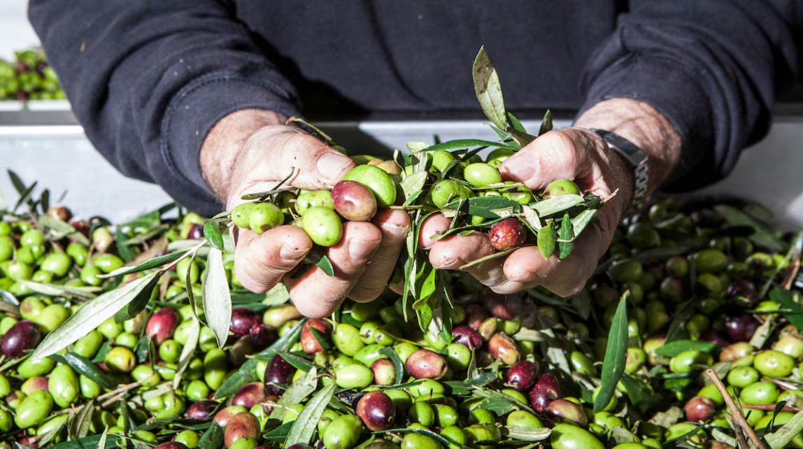 Ελαιοπαραγωγός