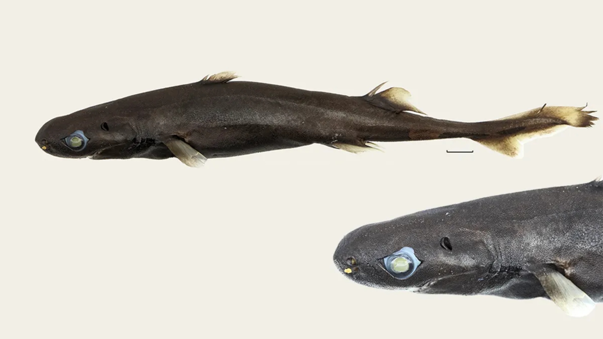 Etmopterus bulbosus