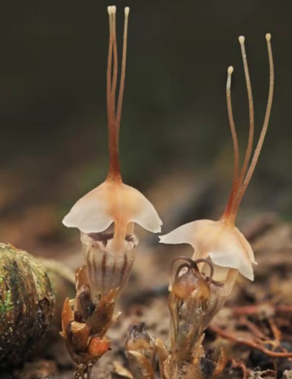 Ο φανός των νεραϊδών στη Μαλαισία