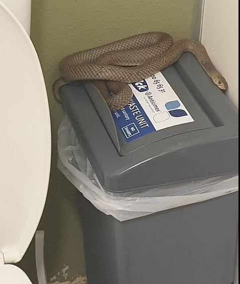 Φίδι σε καμπίνα τουαλέτας