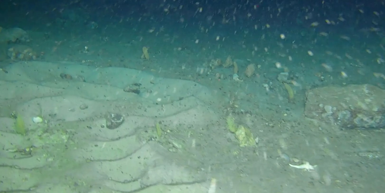 Χιλιάδες ψάρια στο βυθό