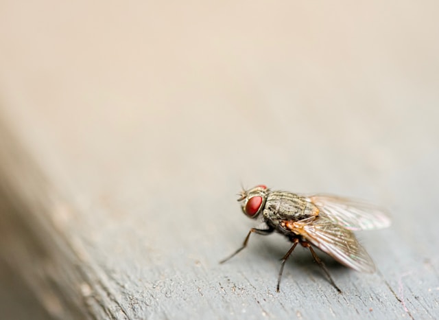 fly