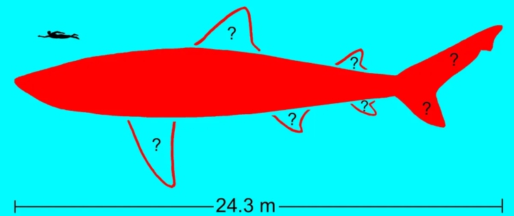 Ο μεγαλύτερος σπόνδυλος Megalodon στον κόσμο