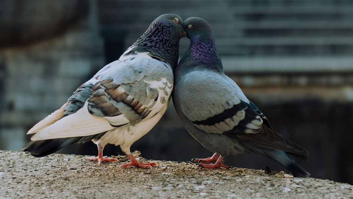 Περιστέρια