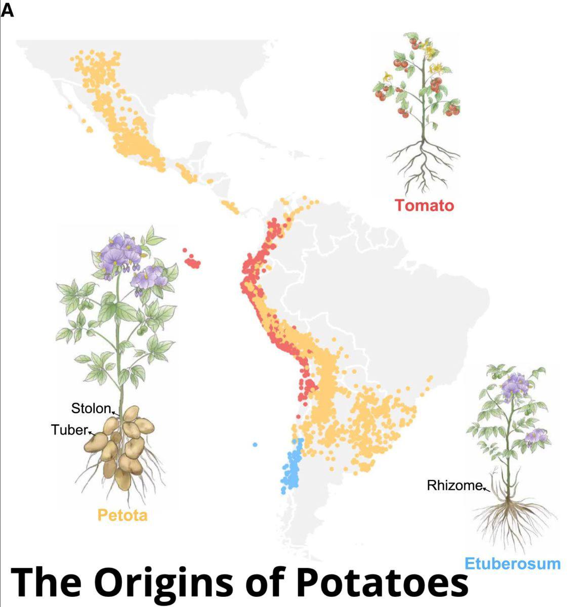 Από που προέρχεται η πατάτα