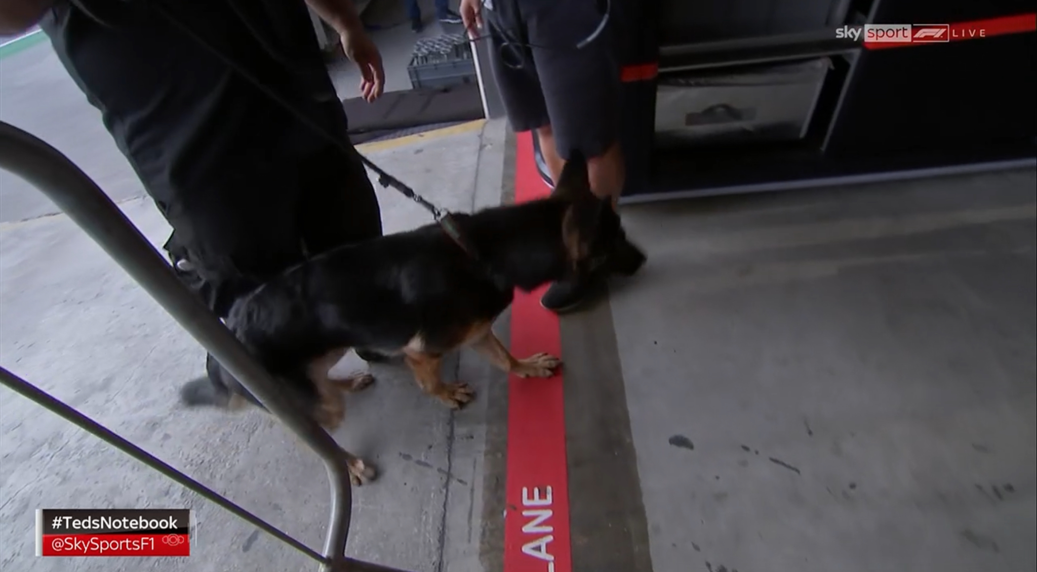Red Bull Racing Canada sniffer dog