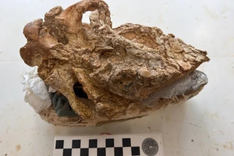 Ανήκει στο είδος Dihoplus pikermiensis