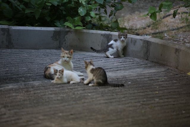 cats