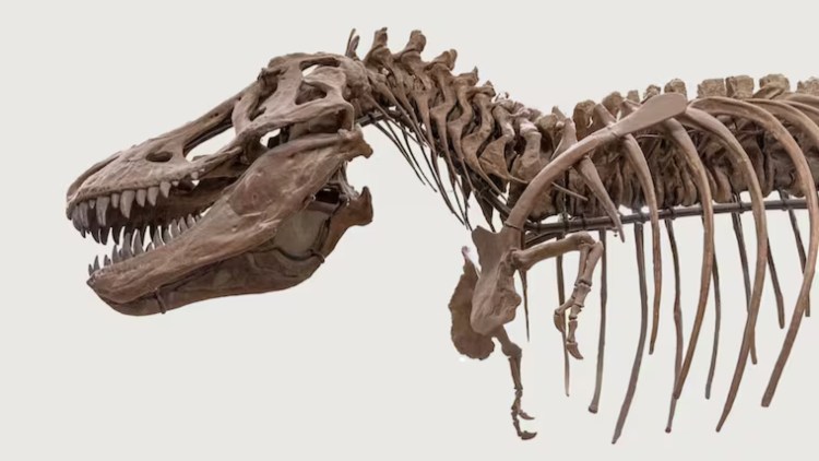 Σκελετός T-Rex