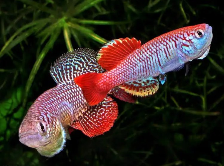 Το τιρκουάζ killifish 