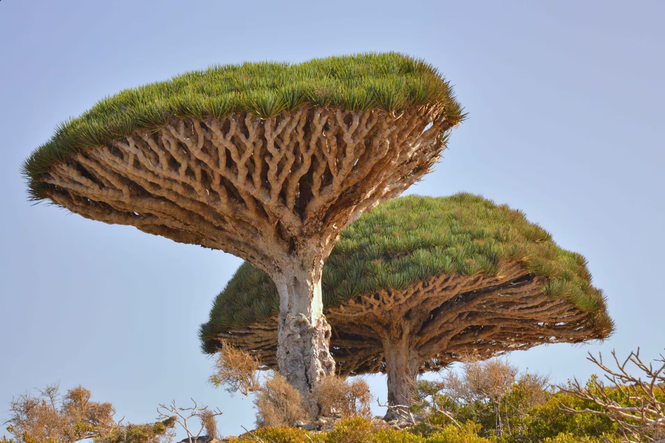 Δρακόδεντρα