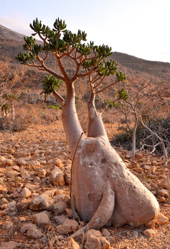 Σαν τοπίο του Νταλί