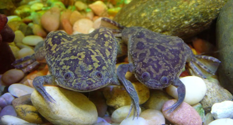 Ο βάτραχος xenopus laevis