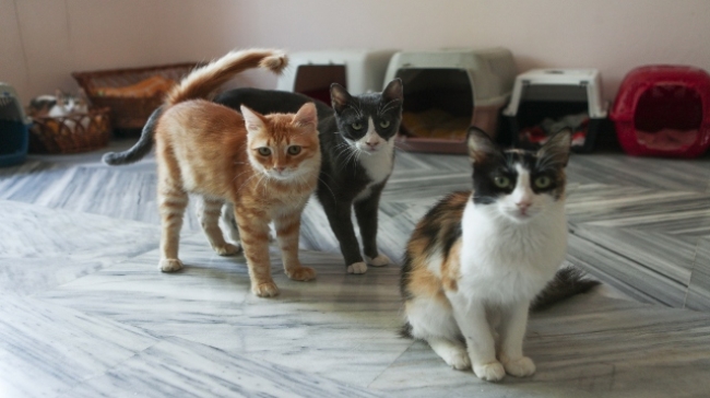 Καταγγελία από φιλόζωους στην Πάτμο: Άγνωστοι προκαλούν εγκαύματα σε γατάκια με οξύ