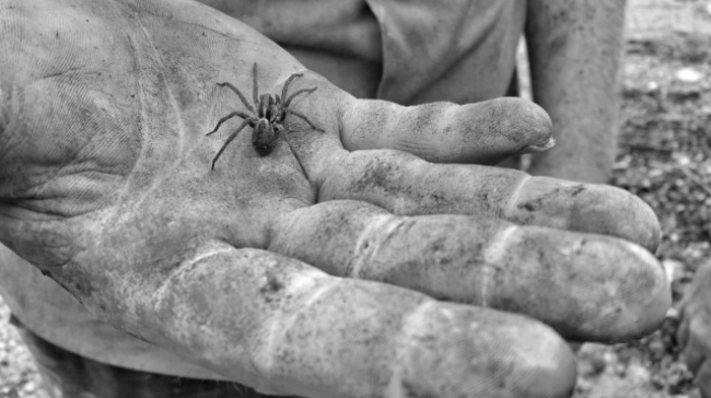 Στο νοσοκομείο της Λευκάδας 35χρονος από τσίμπημα της αράχνης «Μαύρη Χήρα»: Τι συμπτώματα εμφάνισε
