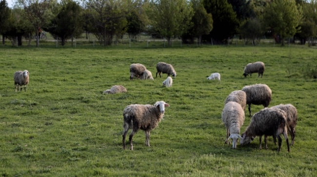 Τροχαίο με τέσσερα νεκρά πρόβατα στην Κω: Αυτοκίνητο έπεσε πάνω σε κοπάδι