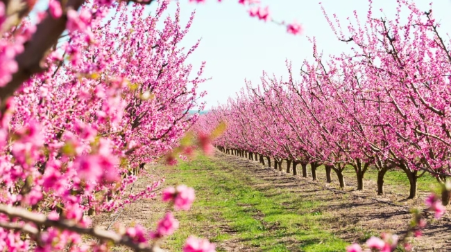 Οικογένεια χάρισε αγροτεμάχιο σε ολόκληρο χωριό: «Να μοιραστεί σε όλους»