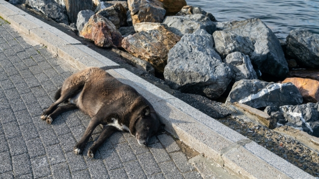 Απίστευτη κτηνωδία στην Καλαμάτα: Κρέμασαν σκύλο από δέντρο: «Μία σάπια κοινωνία»
