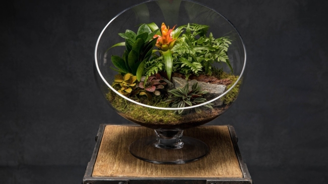 Τerrarium: Πώς να δημιουργήσετε το δικό σας μικροσκοπικό κήπο από την αρχή