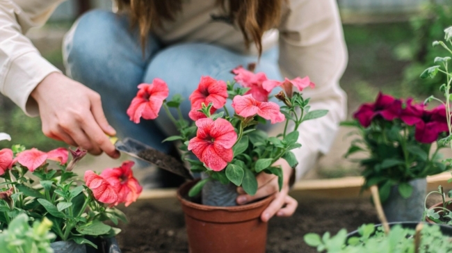 5 φυτά με ανάπτυξη σε χρόνο ρεκόρ