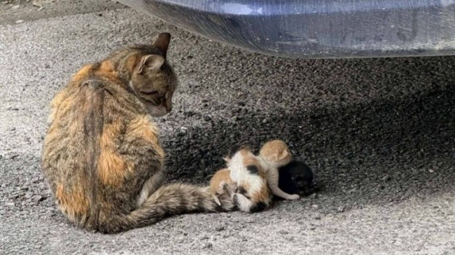Κτηνωδία στον Βόλο: Έδεσαν νεογέννητα γατάκια στην ουρά της μητέρας τους