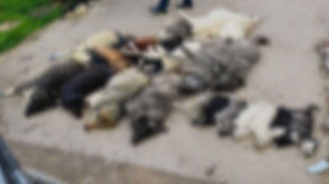 Χαλκιδική: Μαζική δηλητηρίαση 21 σκύλων στον Βάβδο – Οργή και έρευνα για την κτηνωδία