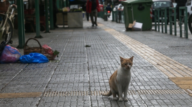 Γιατί υπάρχουν τόσες αδέσποτες γάτες στους δρόμους; Η λύση στο πρόβλημα και τα λάθη που γίνονται
