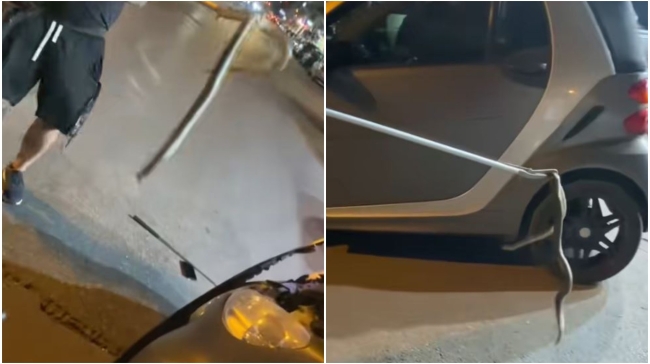 Τα έχασε οδηγός στη Θεσσαλονίκη: Έβγαλε φίδι ενός μέτρου από το καπό του αυτοκινήτου του (vid)
