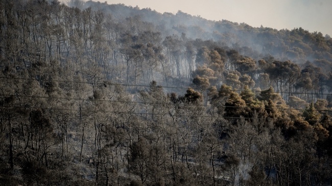 Αποκαρδιωτικά στοιχεία του Meteo: Κάηκε το 38% των δασών στην Αττική μέσα σε 9 χρόνια 