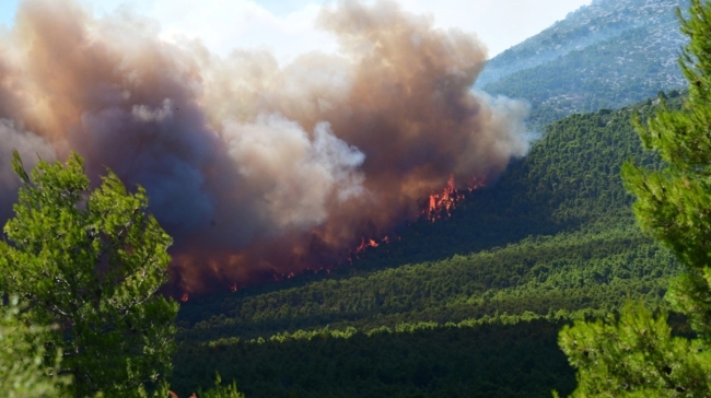 Πώς η φωτιά στην Αττική έκανε στάχτη παρθένο δάσος σε λίγα 24ωρα: Η πρόληψη που πρέπει να γίνει «ευαγγέλιο»