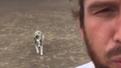 Σκύλος παίζει με τον ιδιοκτήτη του «κόκκινο φως, πράσινο φως» από το «Squid Game» (vid)