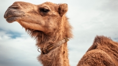 Καμήλες αποκλείστηκαν από διαγωνισμό ομορφιάς επειδή είχαν υποβληθεί σε… μπότοξ