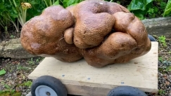 Η μεγαλύτερη πατάτα στον κόσμο ζυγίζει 8 κιλά και στάλθηκε για τεστ DNA