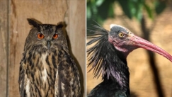 Καταστροφές και στο Αττικό Ζωολογικό Πάρκο λόγω της κακοκαιρίας: Δραπέτευσαν σπάνια πουλιά
